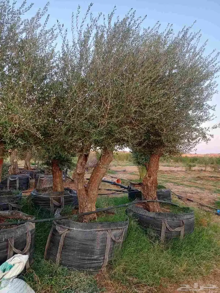 شجر زيتون معمر 9
