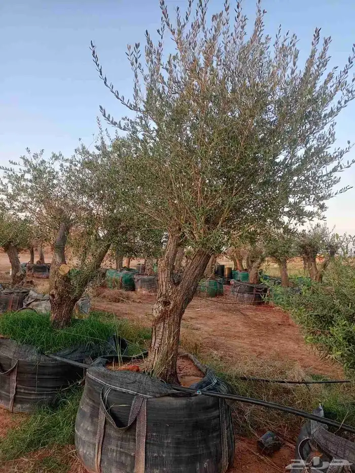 شجر زيتون معمر 4