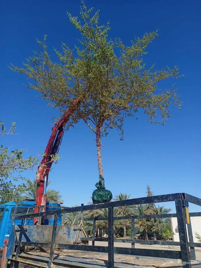 أشجار حمضيات وسدر يوسف فندي ليمون برتقال بو صره تين رمان عنب 6