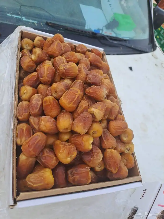 تمر مفتل سكري وصقعي وجلكسي ونبتة علي ورشوديه جمله وقطاعي تمو 1