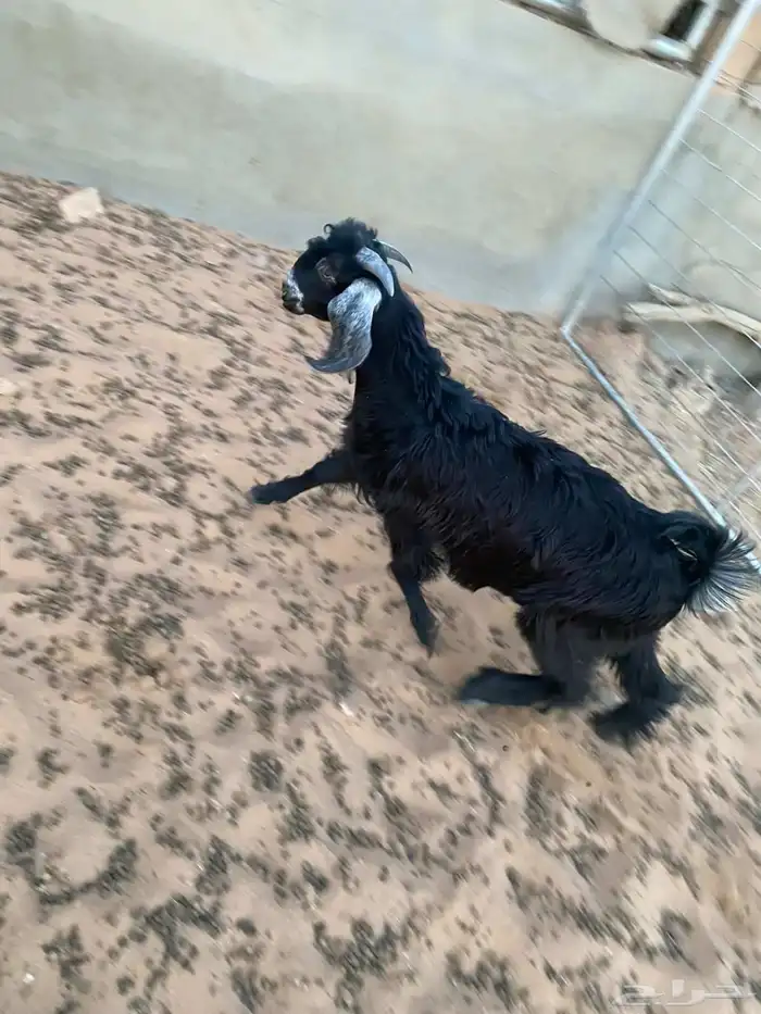 تيس طيب حاله فوق الوسط عمره 4 شهور ونص 1