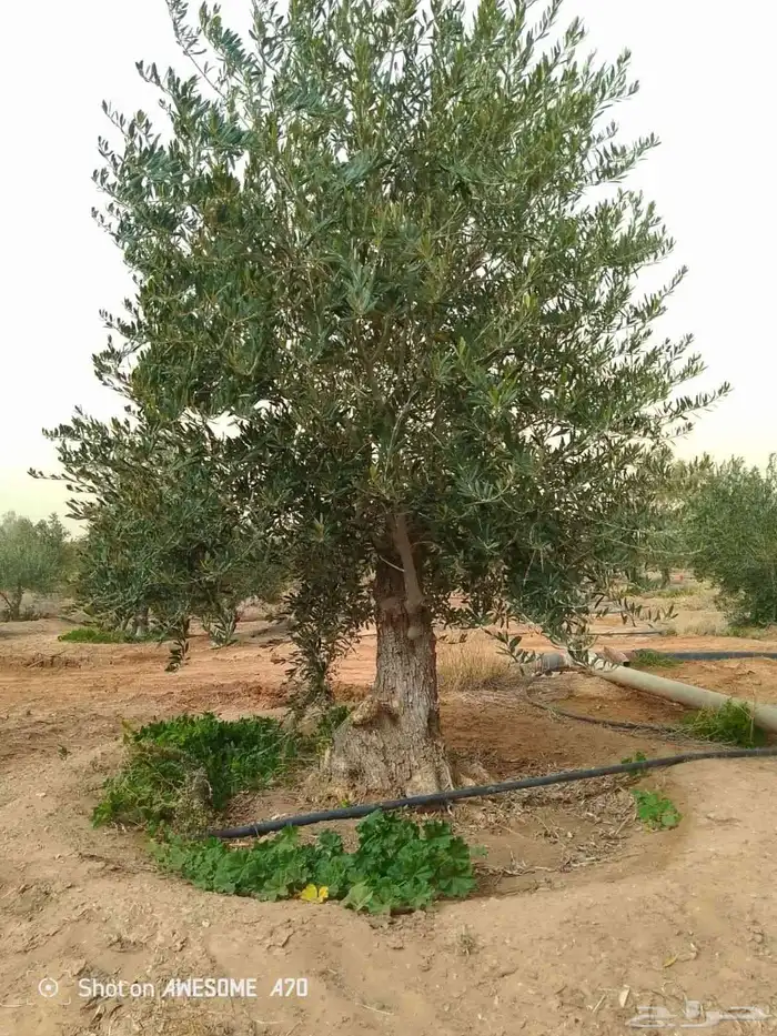 متوفر لدينا جميع انواع الزيتون مجذر ومفرع 8