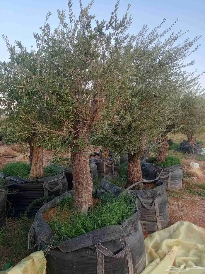 شجر زيتون معمر 6