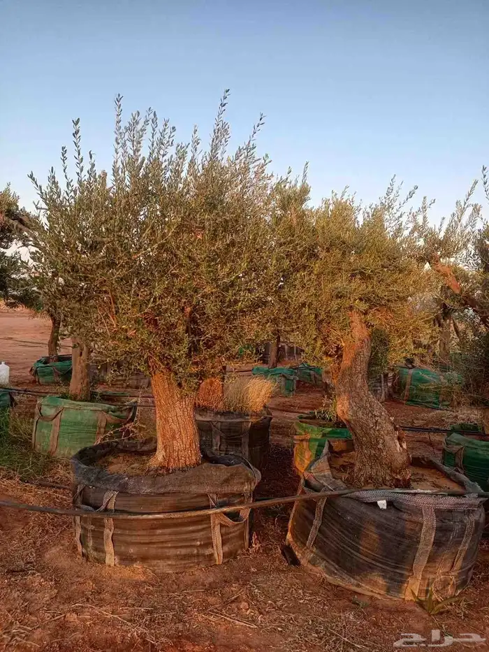 شجر زيتون معمر 1