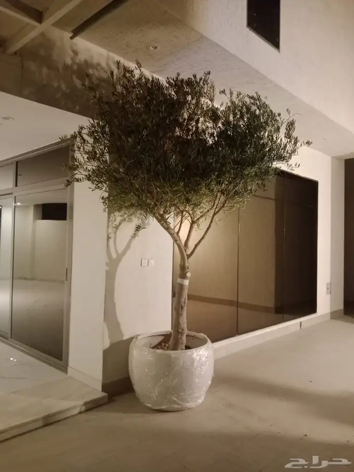 اشجار زيتون في مراكن 2