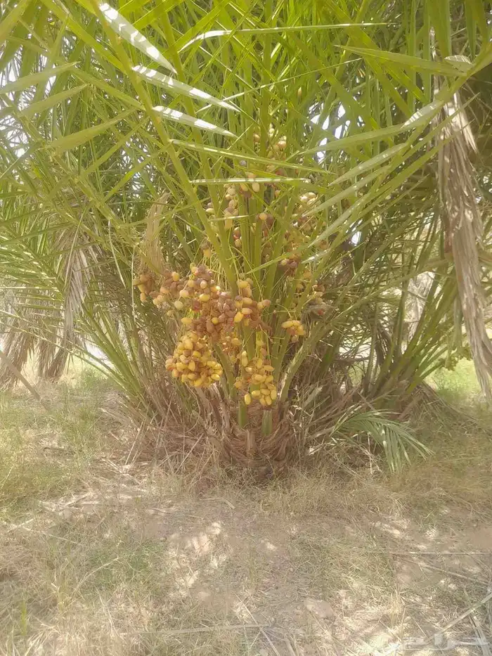 نخل مثمر للبيع خلاص برحي نخيل مجدول صقعي خضري روثانه خضري 2