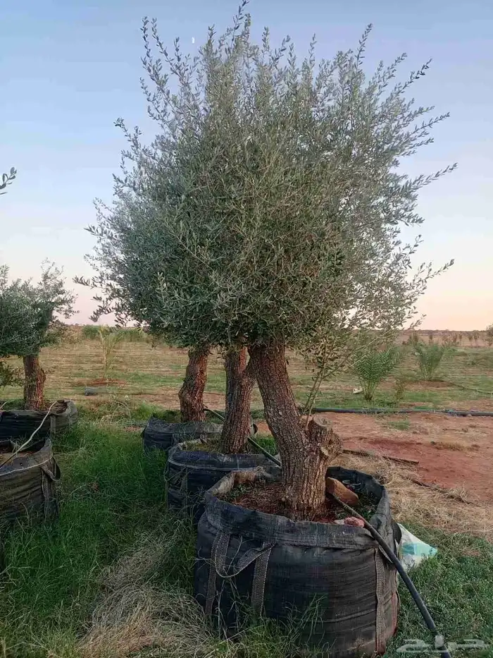 شجر زيتون معمر 8