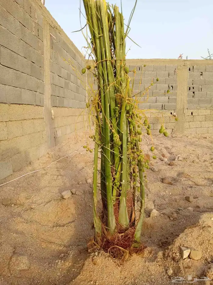 توريد نخيل بجميع انواعه 9