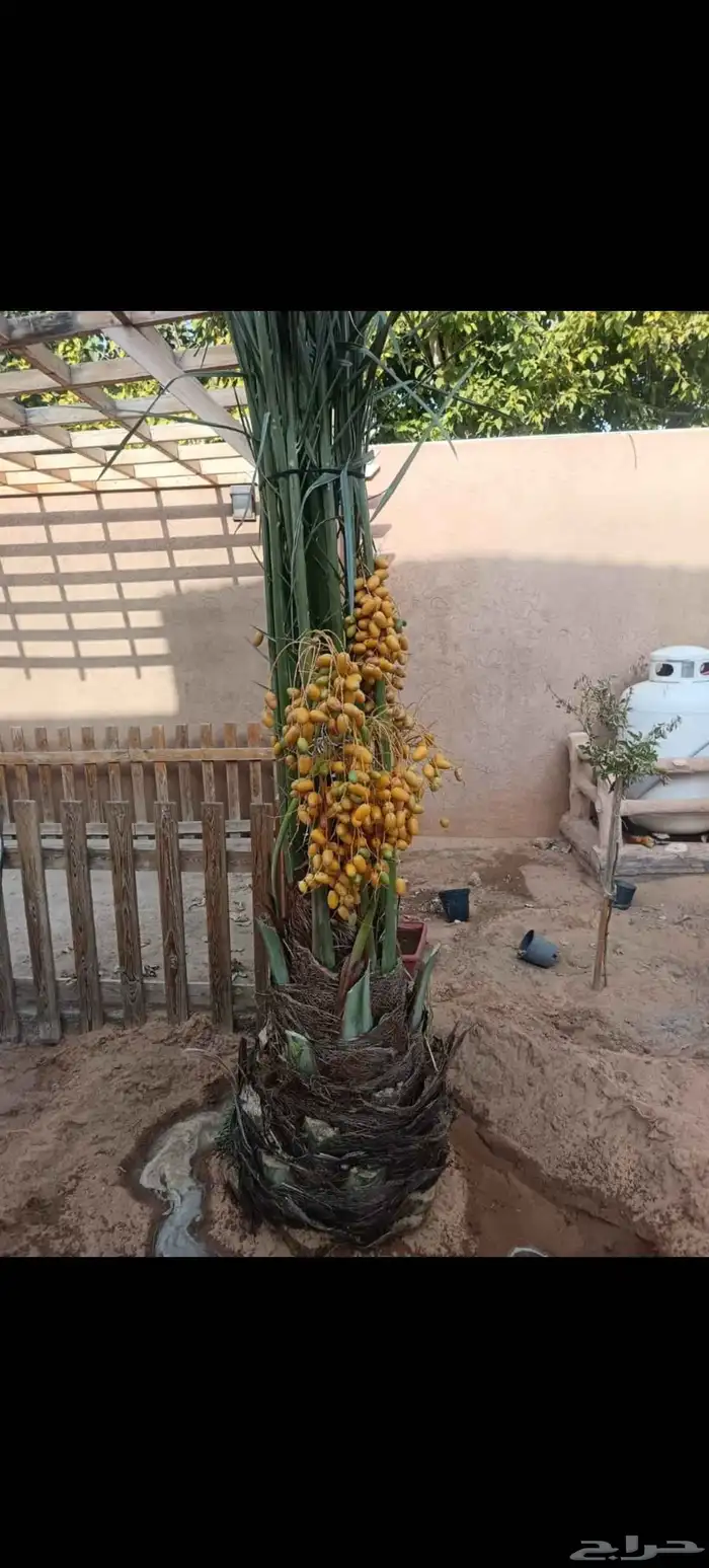 نخيل عربي مثمر بكافة انواعه 5