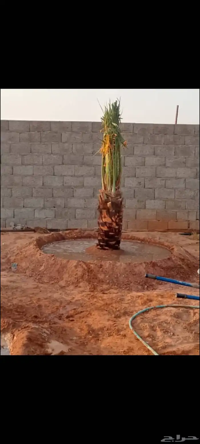 نخيل عربي مثمر بكافة انواعه 4