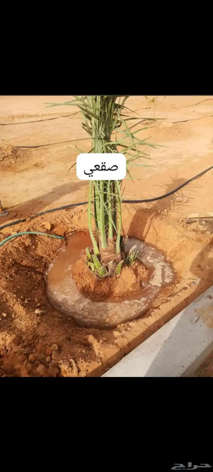 نخيل عربي مثمر بكافة انواعه 7