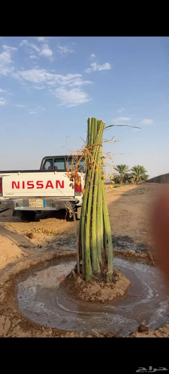 نخيل عربي مثمر بكافة انواعه 3