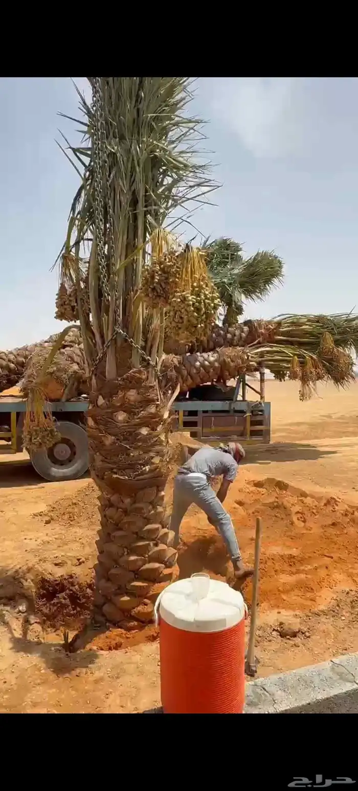 نخيل عربي مثمر بكافة انواعه 8