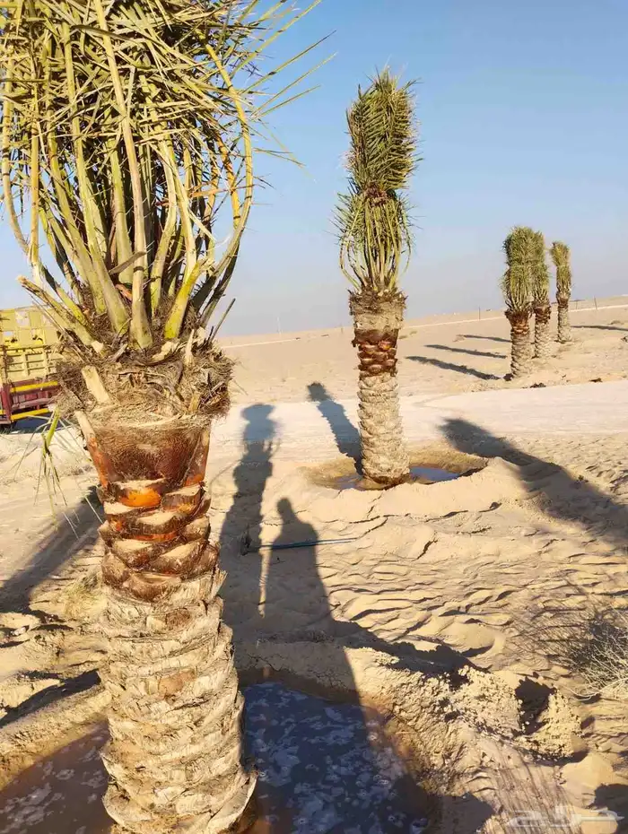 زراعه نخيل 5