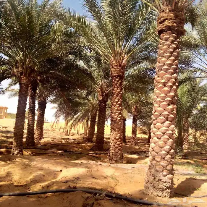 نخل مثمر للبيع نقايل جثايث صقعي برحي سكري شيشي توصيل وزراعه 9