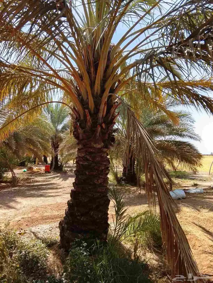 نخل عربي و واشنطن 3