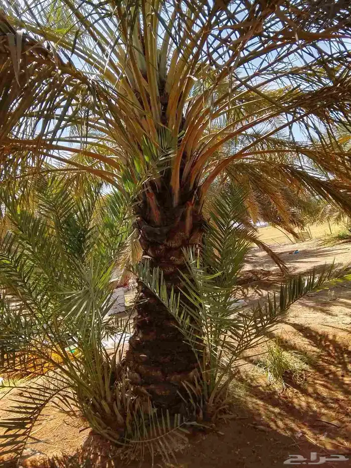 نخل عربي و واشنطن 2