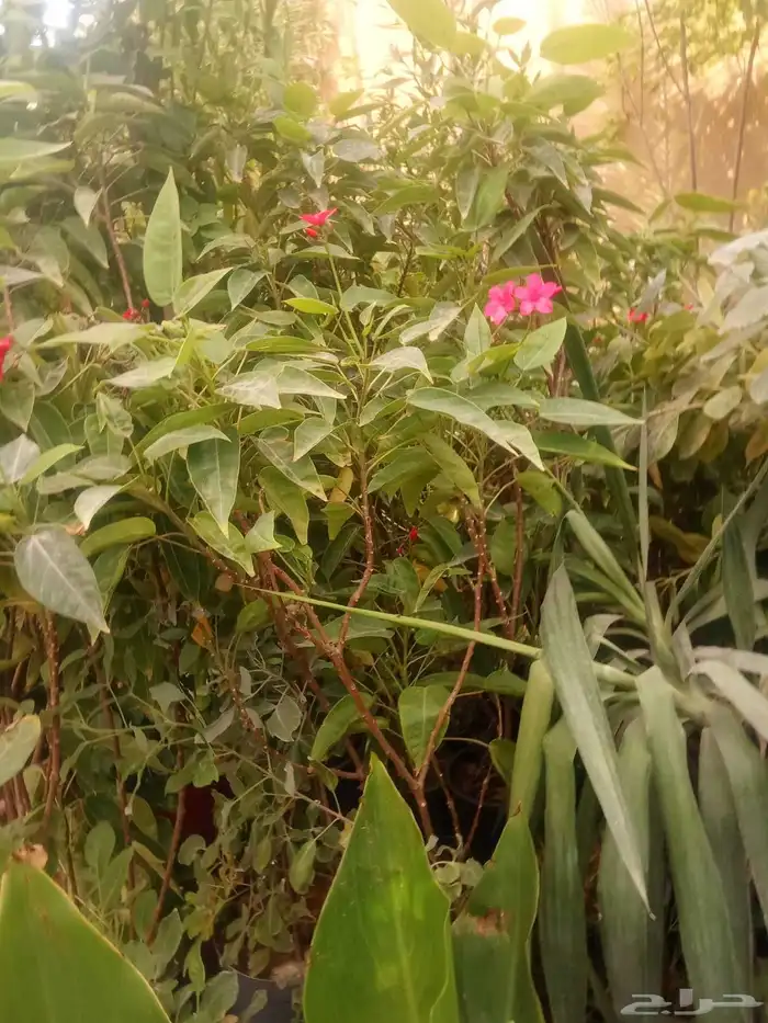 تنسيق حدائق 6