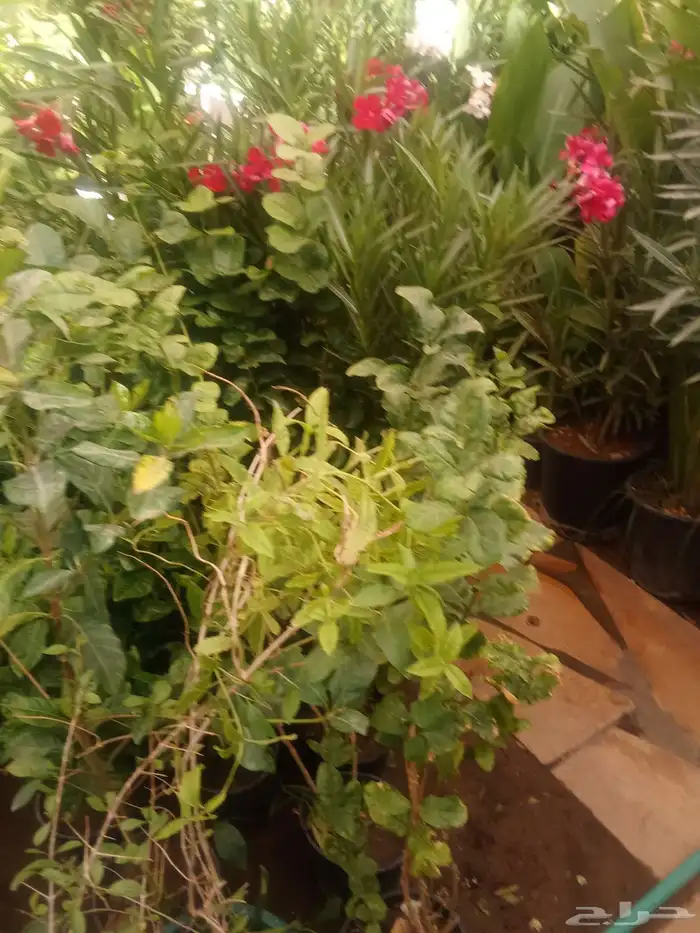 تنسيق حدائق 5