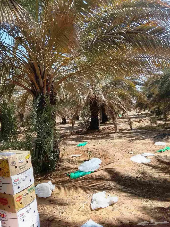 نخل عربي و واشنطن 0