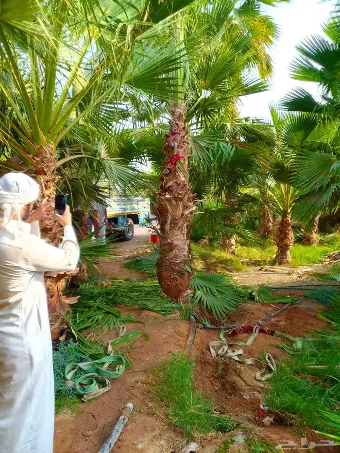 للبيع نخل واشنطني زينه اغلب المقاسات موجوده 1