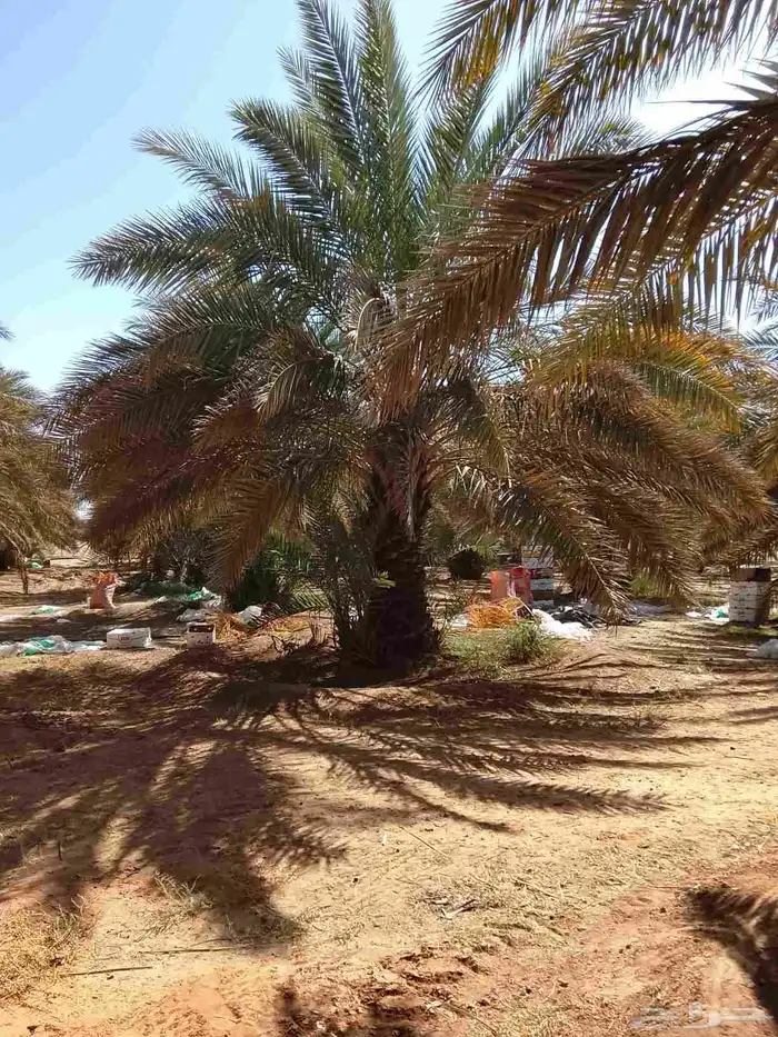 نخل عربي و واشنطن 4