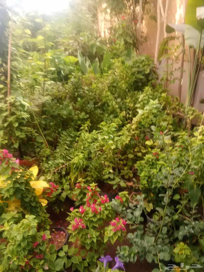 تنسيق حدائق 7