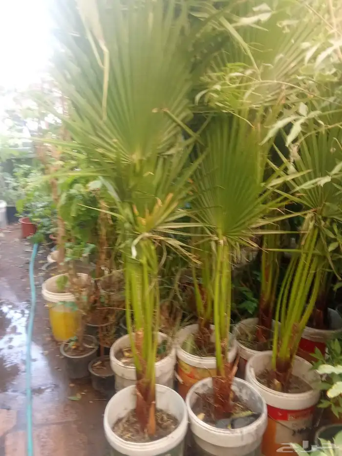 تنسيق حدائق 1