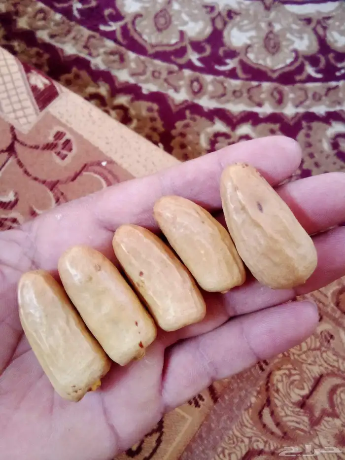 غرايس بياض للبيع 0