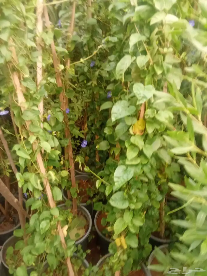 تنسيق حدائق 0