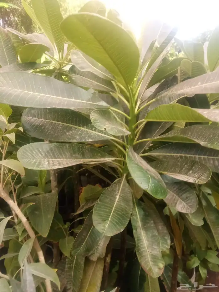 تنسيق حدائق 3