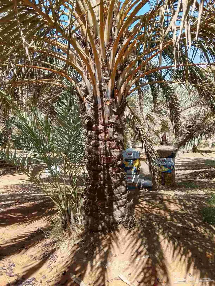 نخل عربي و واشنطن 1