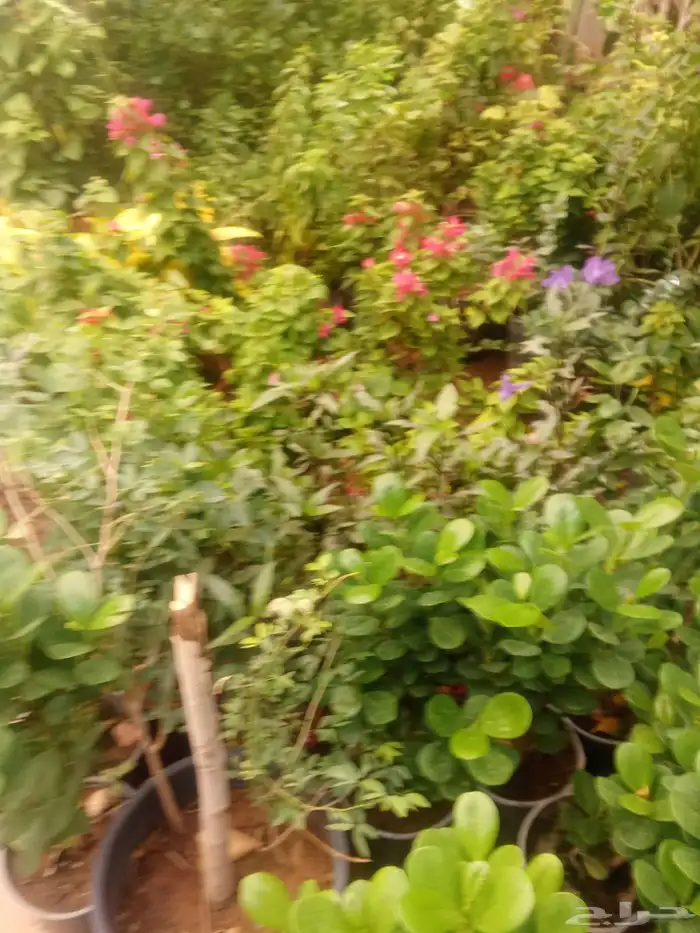 تنسيق حدائق 8