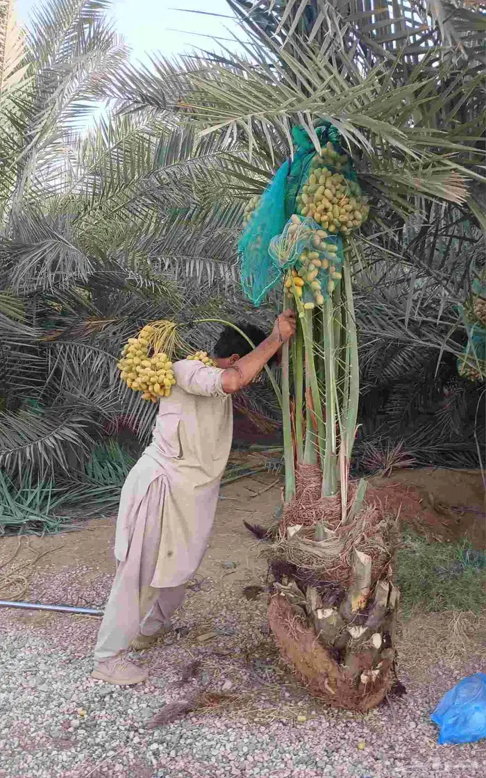 نخل مثمر للبيع خلاص برحي نخيل مجدول صقعي خضري روثانه خضري 0