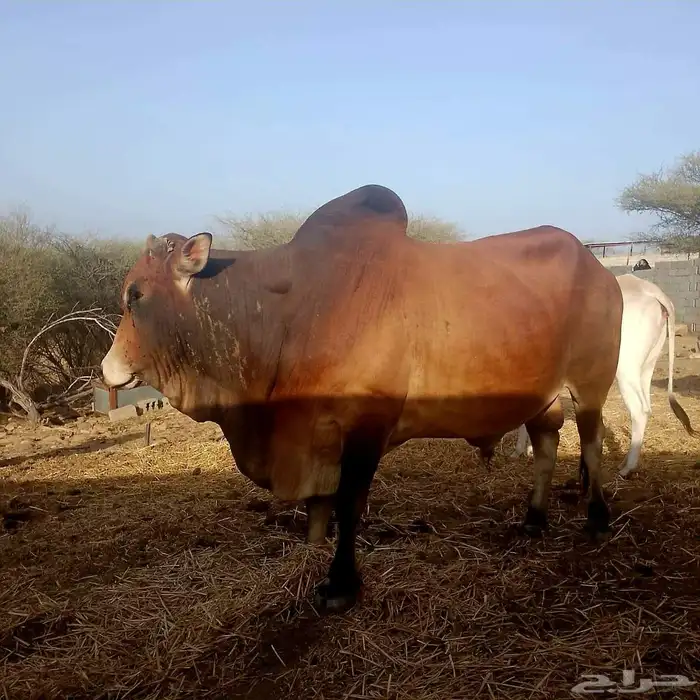 ثور جبلي 0