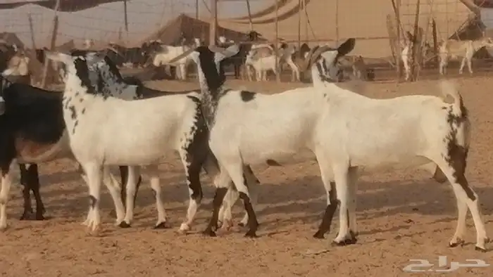 ماعز بيشيات كحل ومرخ جنب دفيع فاخرة 16