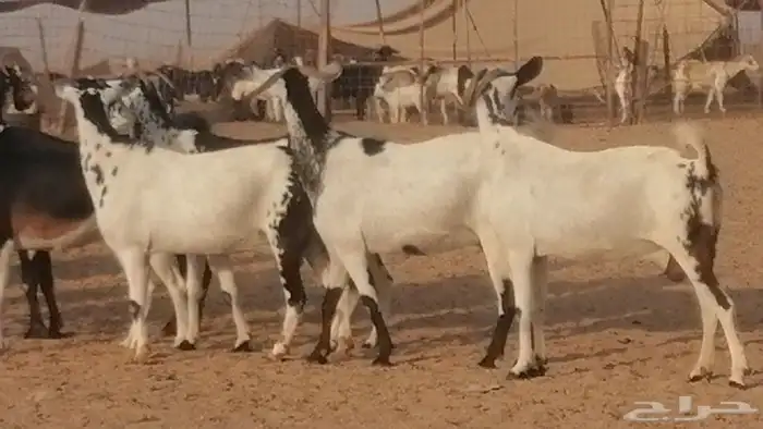 ماعز بيشيات كحل ومرخ جنب دفيع فاخرة 10