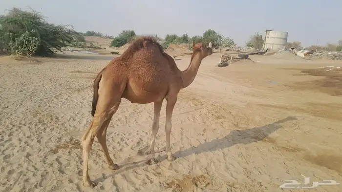 قعود ساحلي للبيع  القنفذة 0