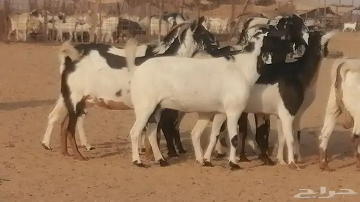 ماعز بيشيات كحل ومرخ جنب دفيع فاخرة 3