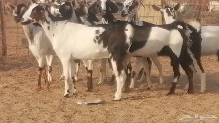 ماعز بيشيات كحل ومرخ جنب دفيع فاخرة 1