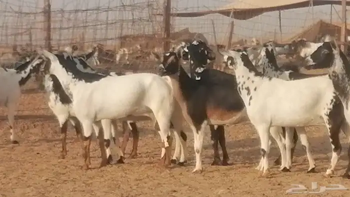 ماعز بيشيات كحل ومرخ جنب دفيع فاخرة 23