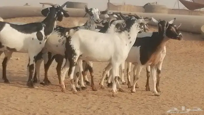 ماعز بيشيات كحل ومرخ جنب دفيع فاخرة 19