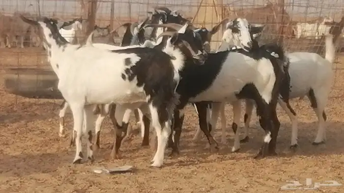 ماعز بيشيات كحل ومرخ جنب دفيع فاخرة 8