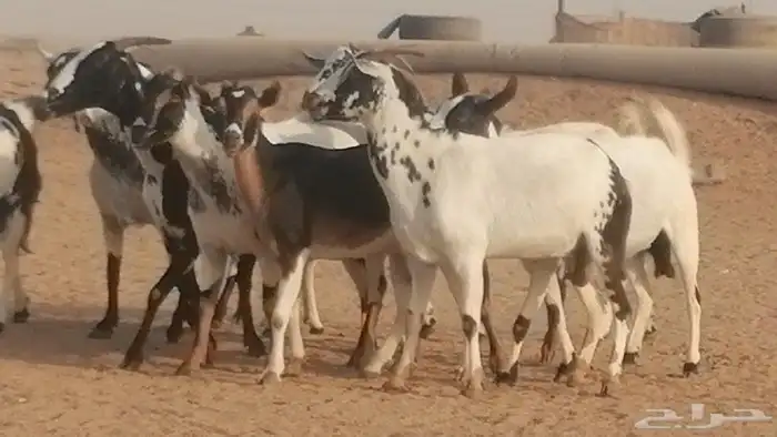 ماعز بيشيات كحل ومرخ جنب دفيع فاخرة 21