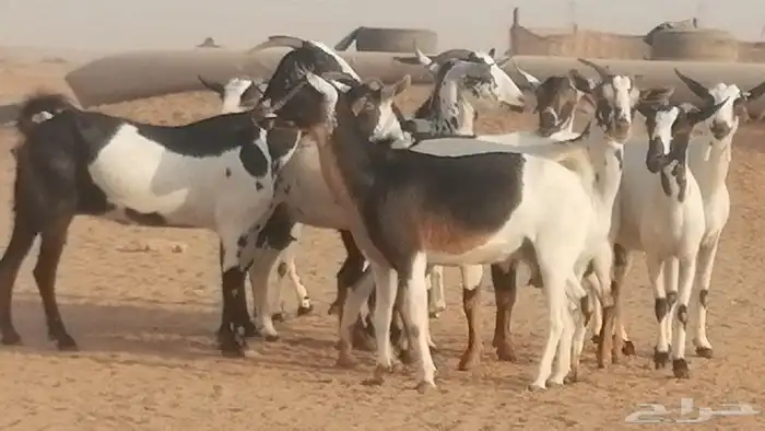 ماعز بيشيات كحل ومرخ جنب دفيع فاخرة 12