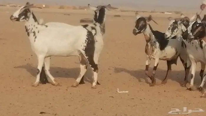 ماعز بيشيات كحل ومرخ جنب دفيع فاخرة 7
