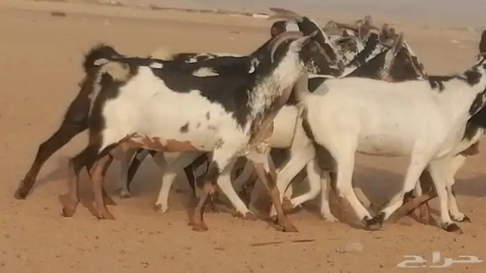 ماعز بيشيات كحل ومرخ جنب دفيع فاخرة 11