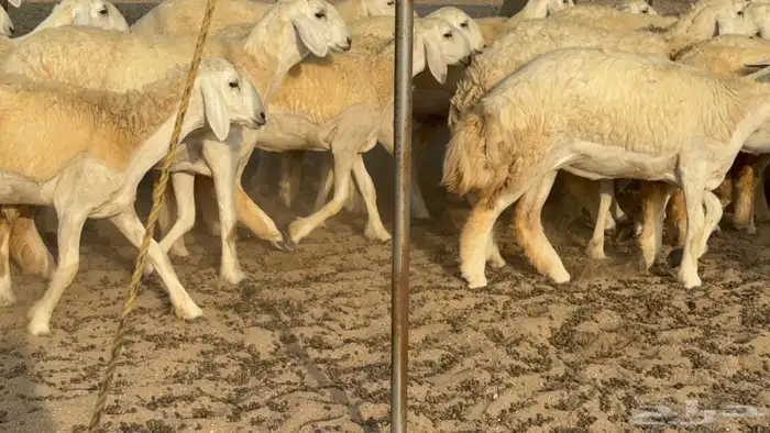 غنم حريات حرش رخال 5