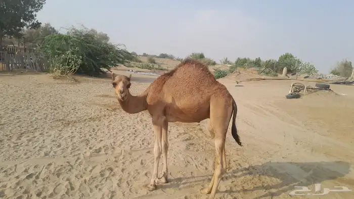 قعود ساحلي للبيع  القنفذة 1