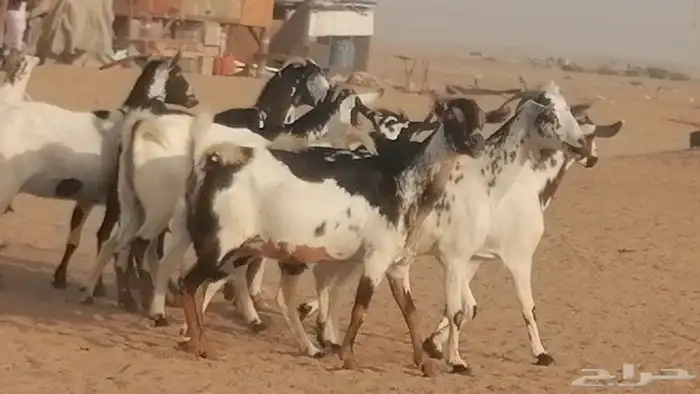 ماعز بيشيات كحل ومرخ جنب دفيع فاخرة 4